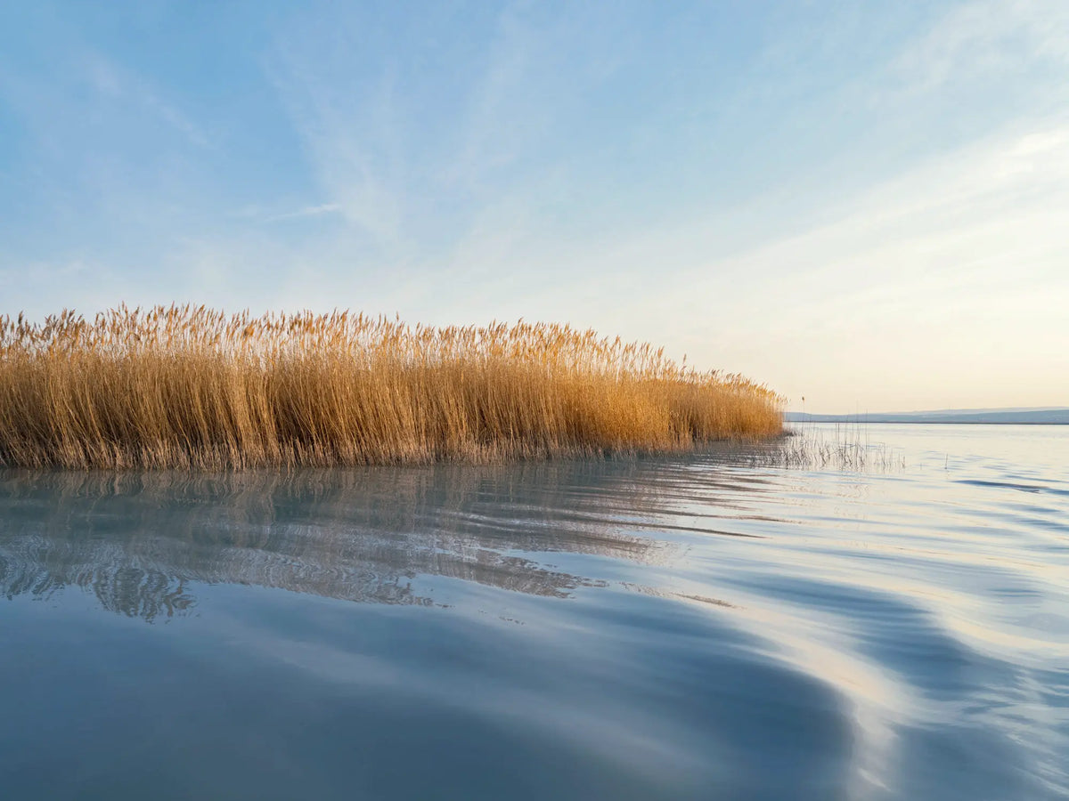 Schilfgürtel am Westufer des Neusiedler Sees