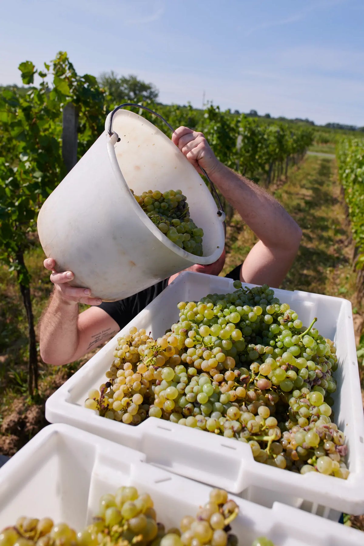 Frisch gelesene Furmint-Trauben werden in Lesekisten geleert