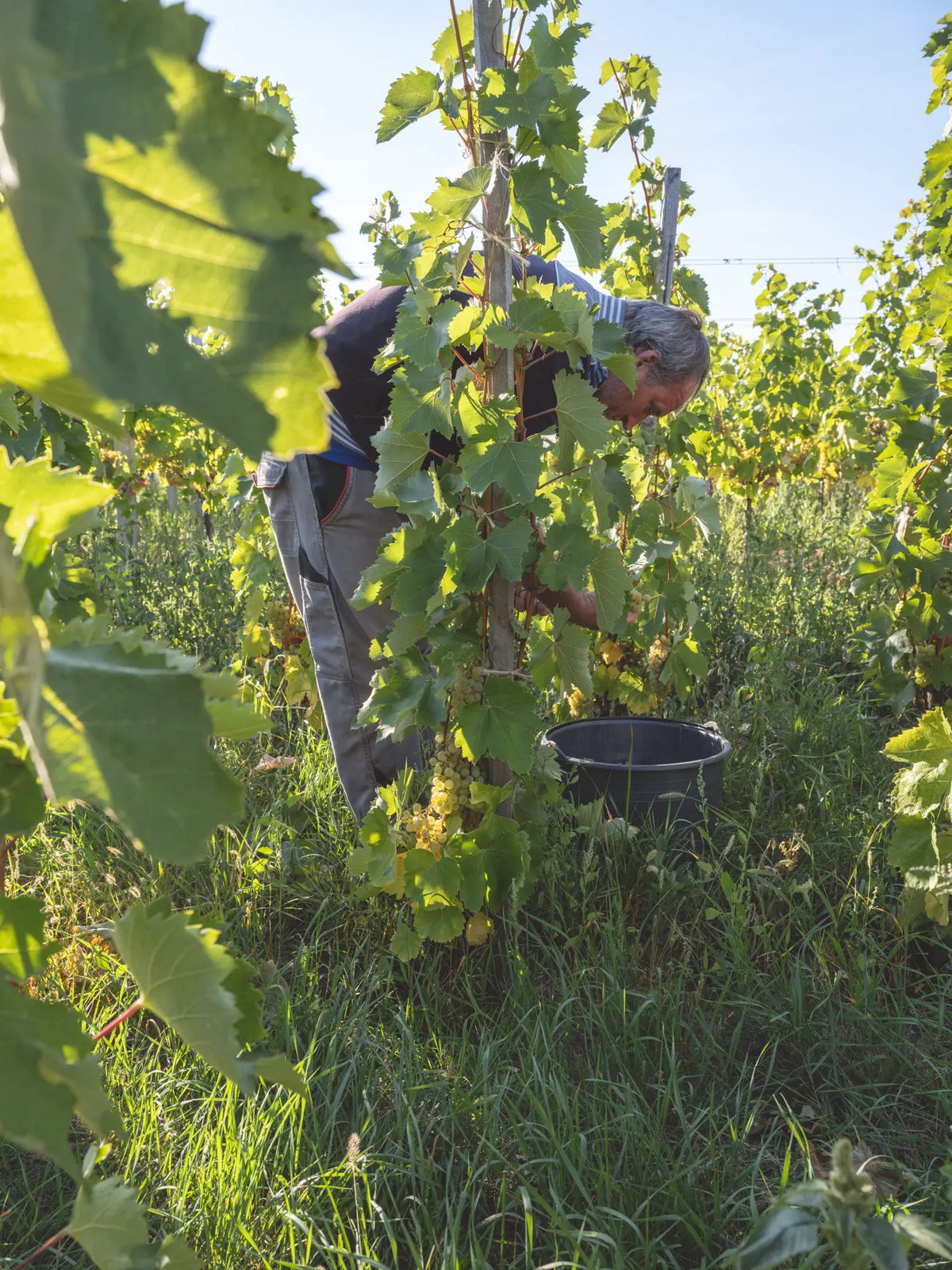 Lese zwischen den Rebstöcken im Furmint-Weingarten