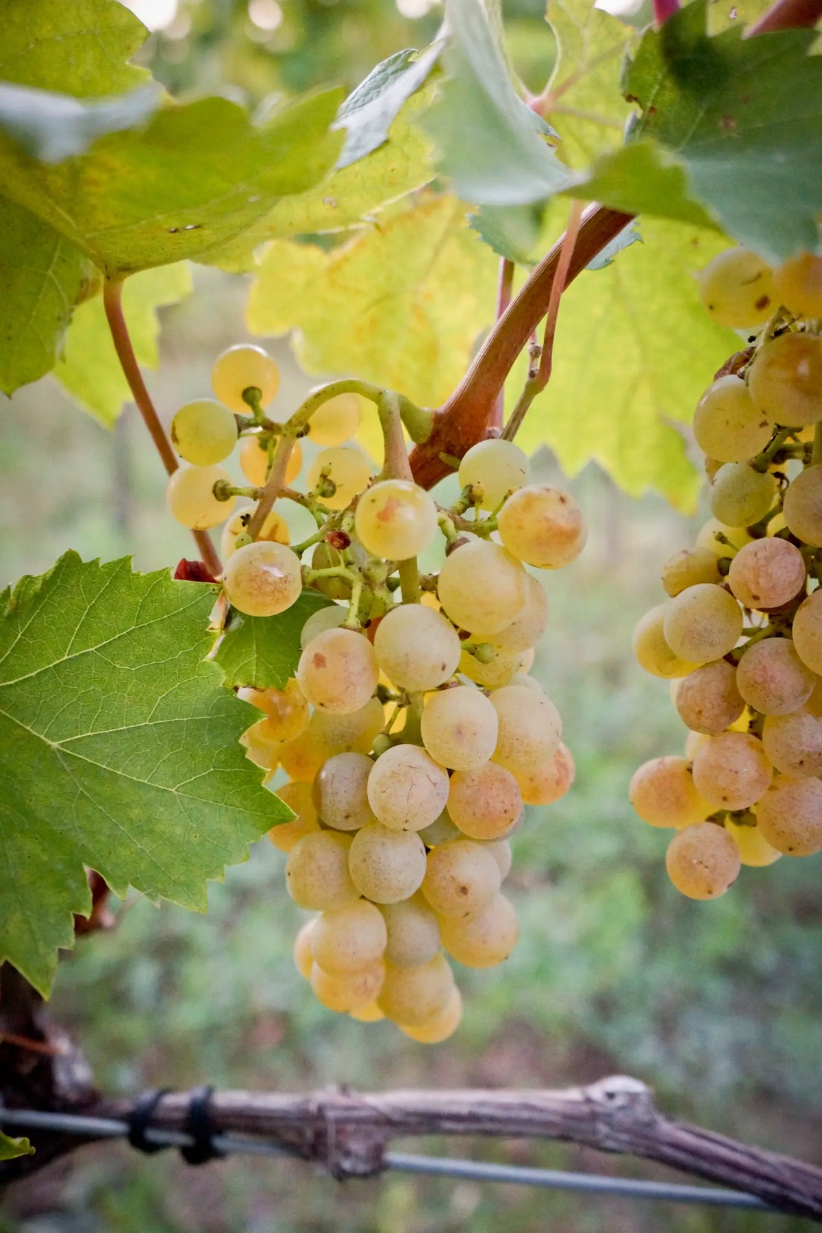 Reife goldgelbe Furmint-Trauben am Rebstock