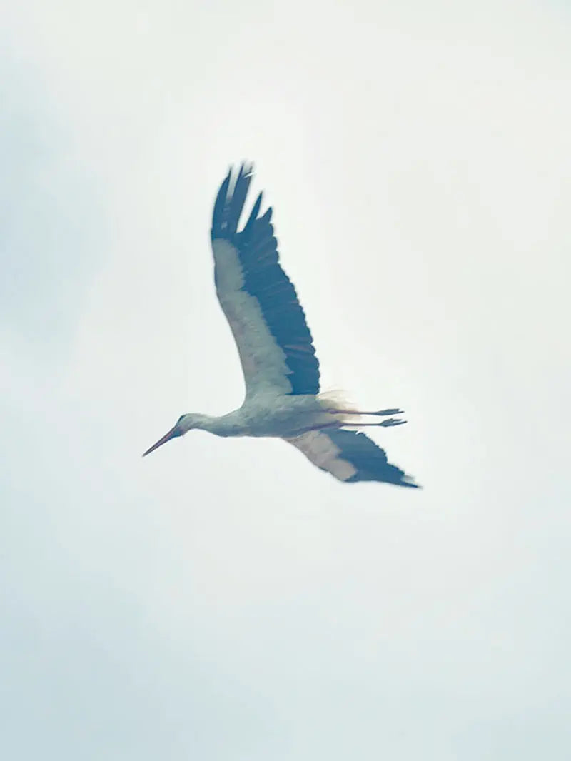 Storch im Flug vor hellem Himmel