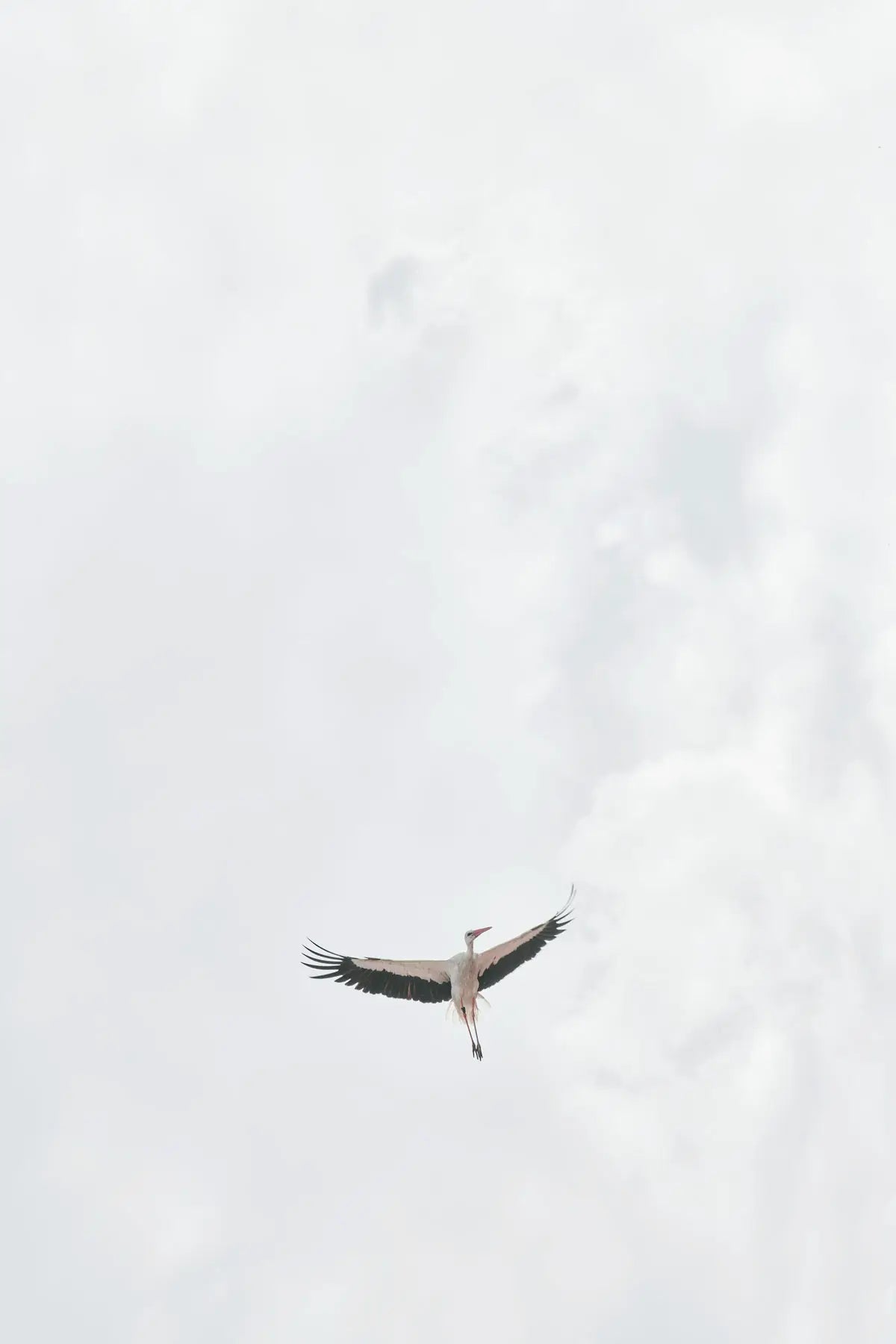 Storch im Flug vor hellem Himmel über Rust