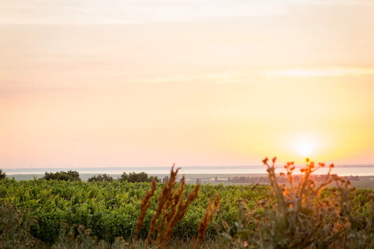 Abendsonne über Weingärten und Neusiedler See
