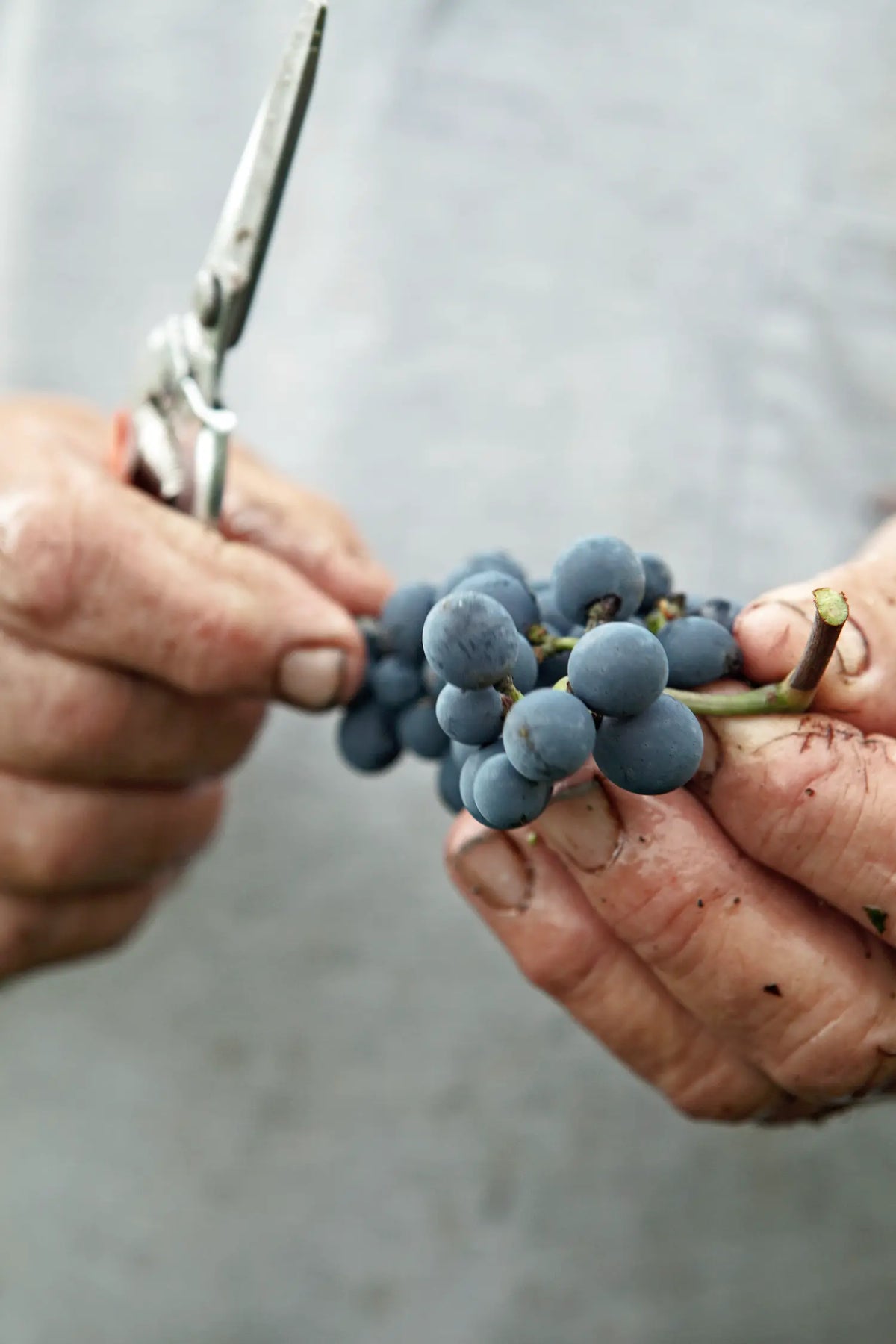 Hände halten eine Traube Pinot Noir mit der Rebschere bei der Lese