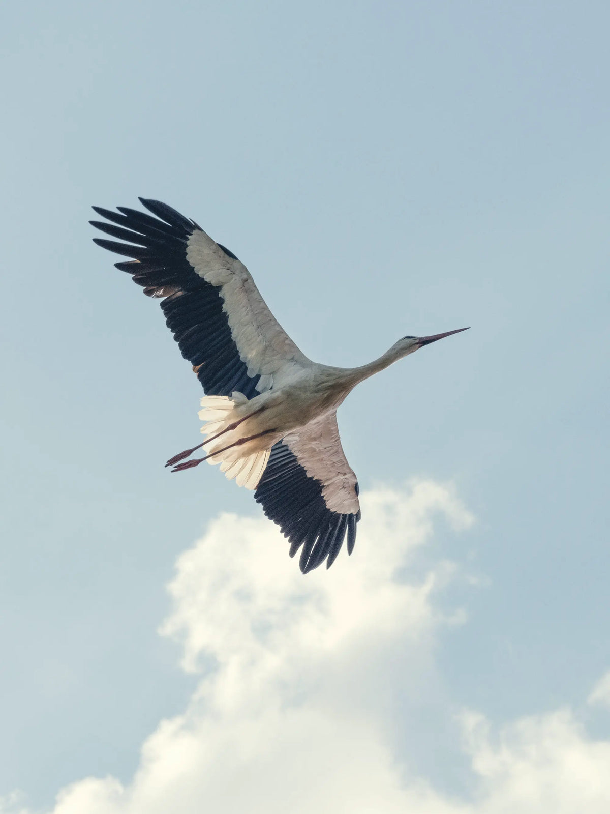 Storch im Flug über Rust vor blauem Himmel