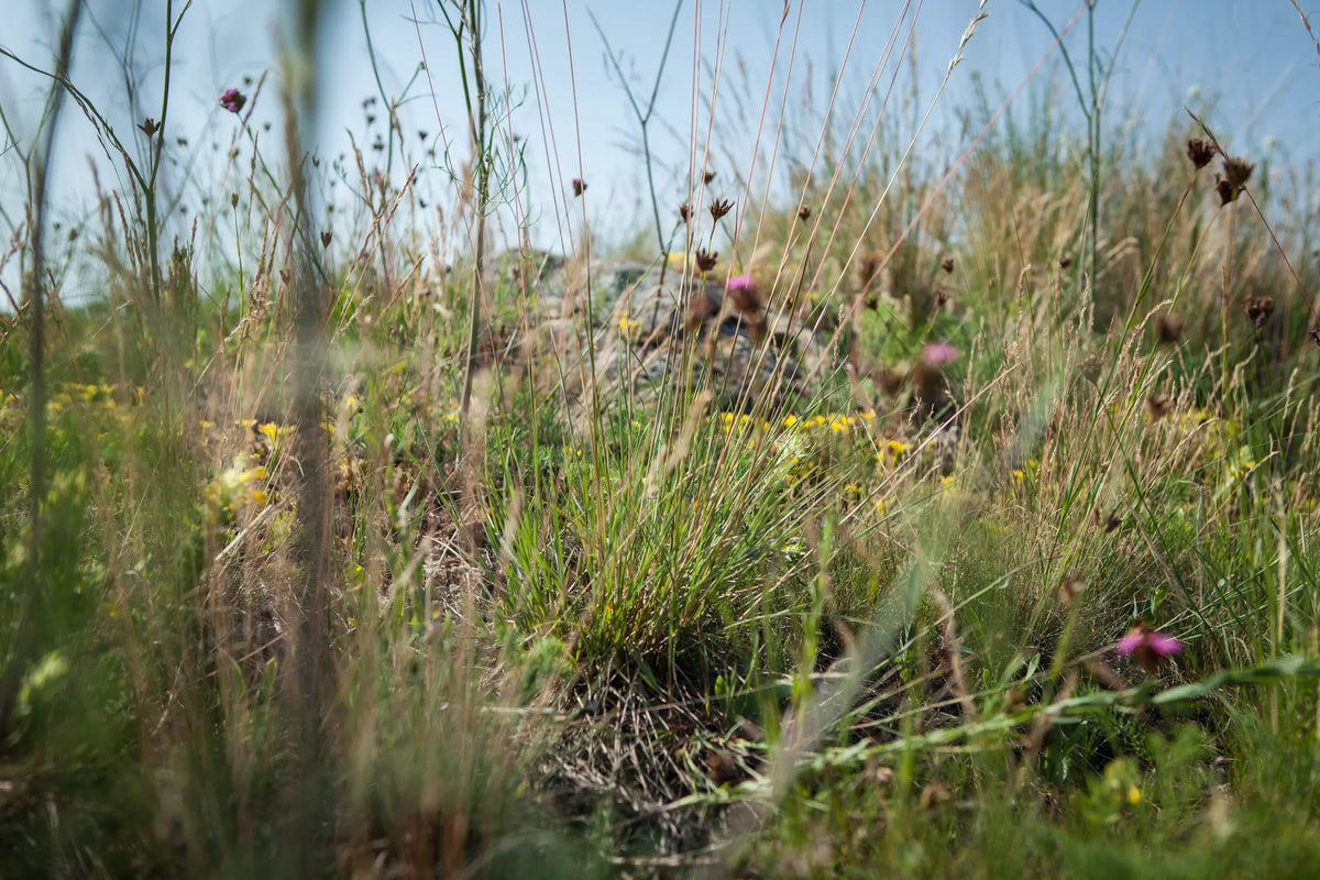 Wiesenblumen und Gräser in der Begrünung des Weingartens