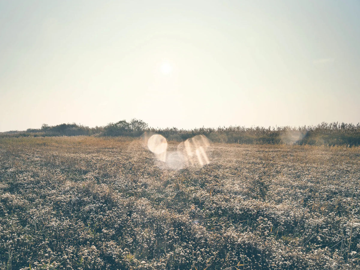 Weite Landschaft bei Rust im Morgendunst