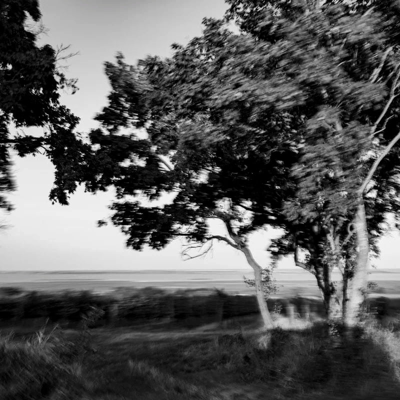 Baum am Rand der Weingärten mit Blick zum Neusiedler See, Schwarz-Weiß-Aufnahme