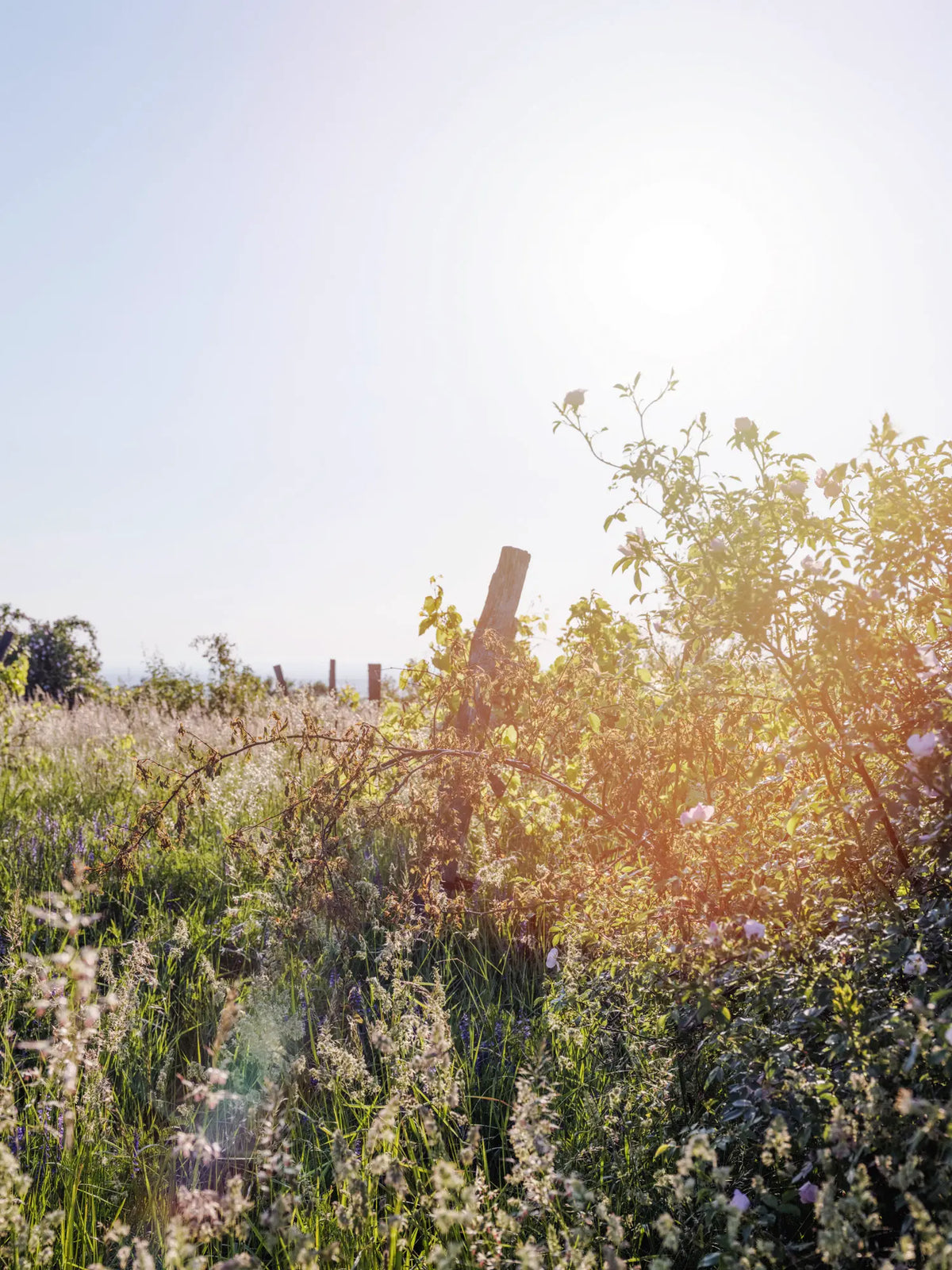 Wildblumen im Gegenlicht am Rand der Weingärten