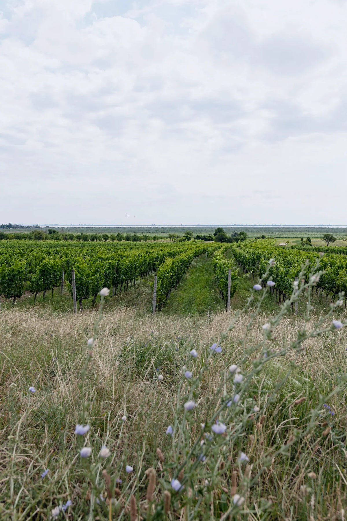 Blühende Begrünung im Furmint-Weingarten mit Blick über die Rieden von Rust