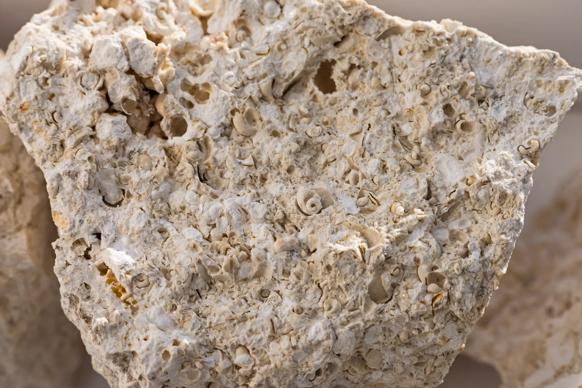 Muschelkalk aus dem einstigen Urmeer, Boden der Ruster Weingärten