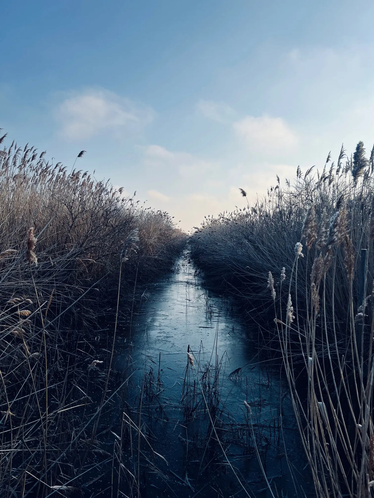 Wasserkanal im Schilfgürtel des Neusiedler Sees