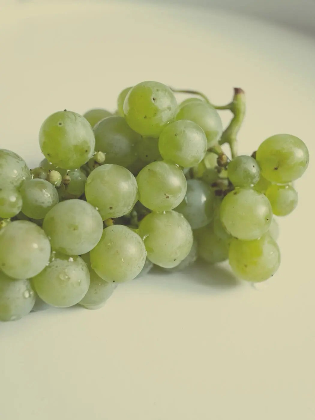 Traube Furmint vor hellem Hintergrund