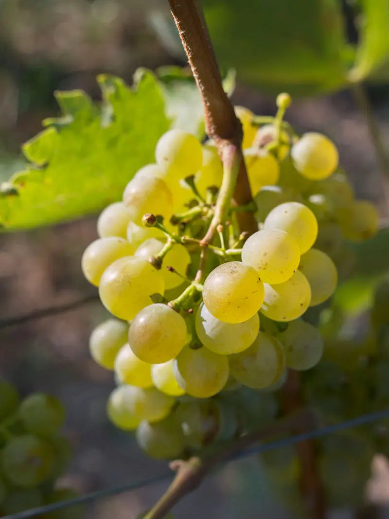 Traube Furmint im Streiflicht der Abendsonne