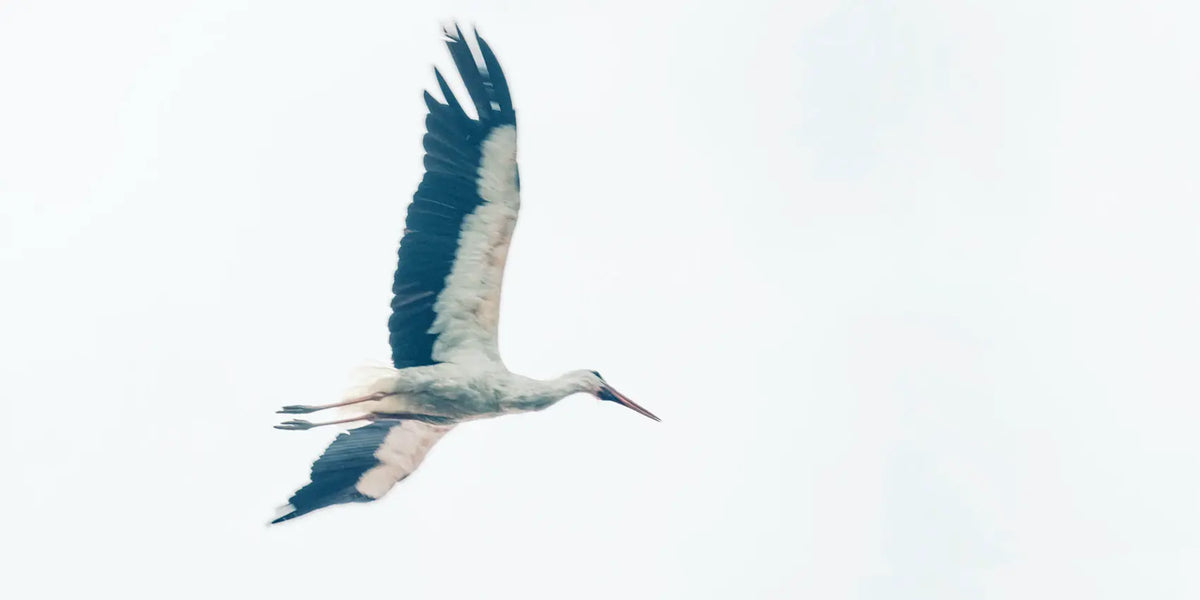 Weißstorch im Flug vor hellem Himmel über Rust
