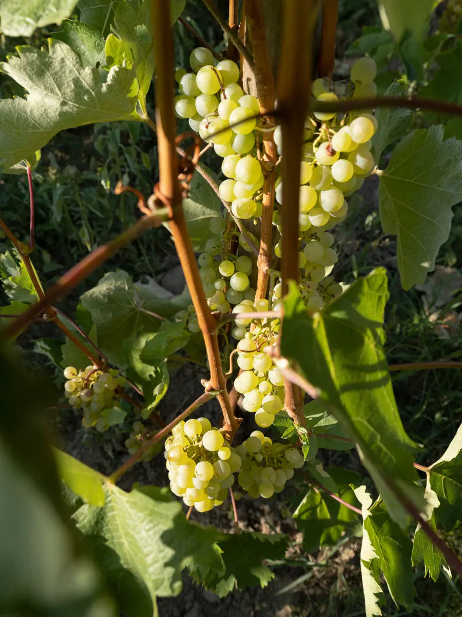 Reife Furmint-Trauben im Laub des Rebstocks