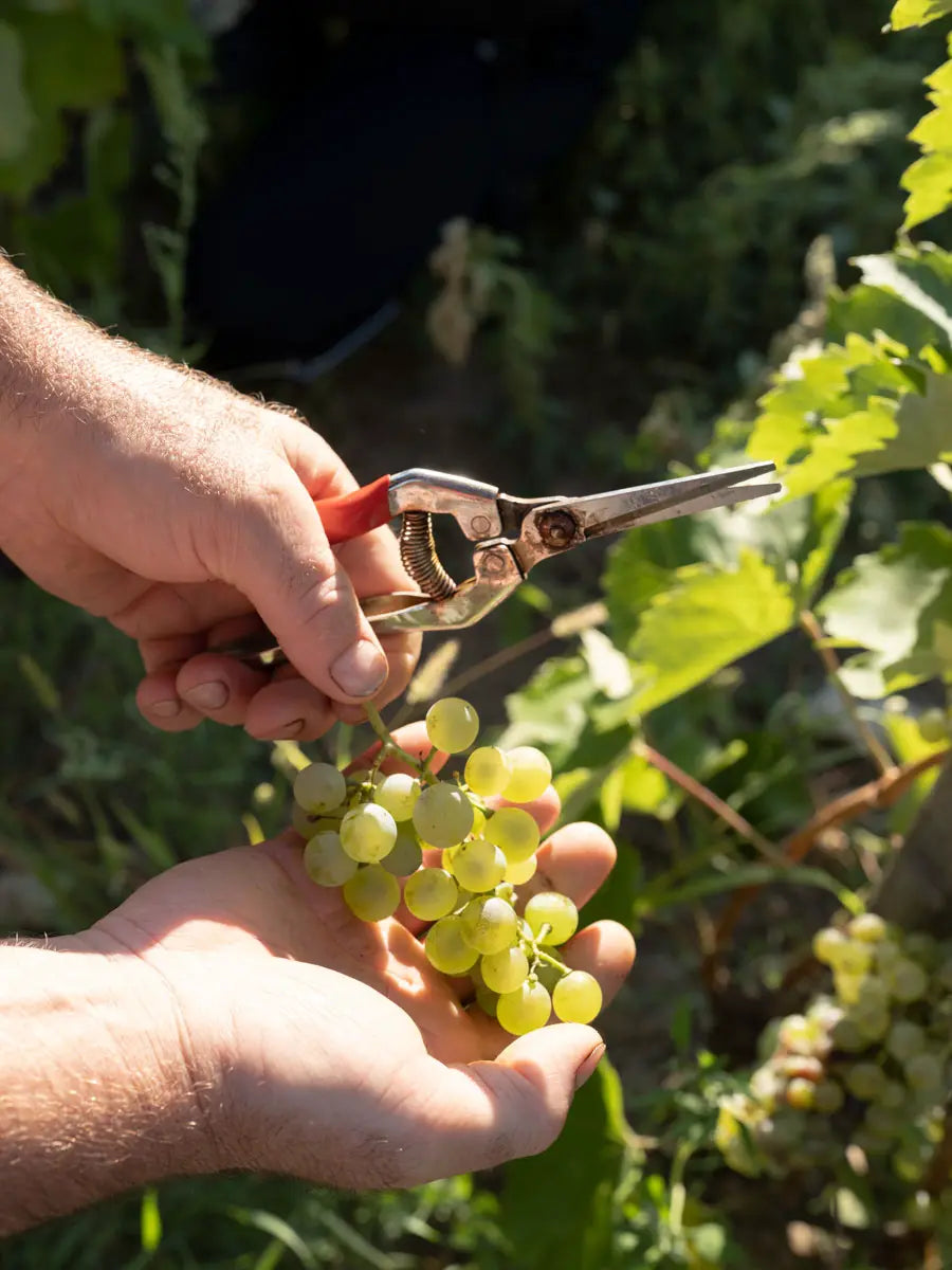 Hände schneiden eine Furmint-Traube bei der Handlese